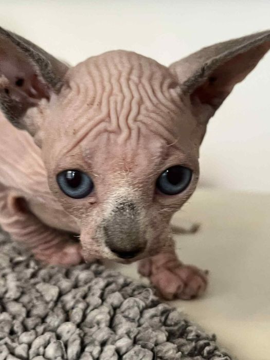 Sfinks Kanadyjski, kotka