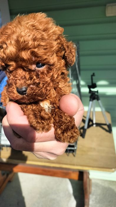 Пудель з розплідника