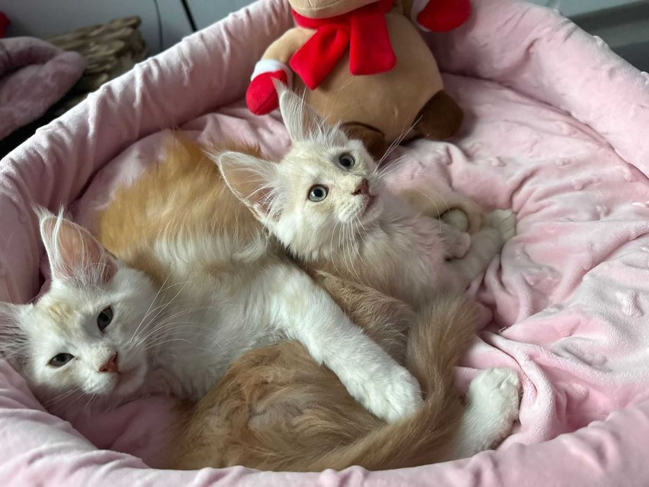 Maine coon fpl wyjątkowe umaszczenie kremowe ze srebrem