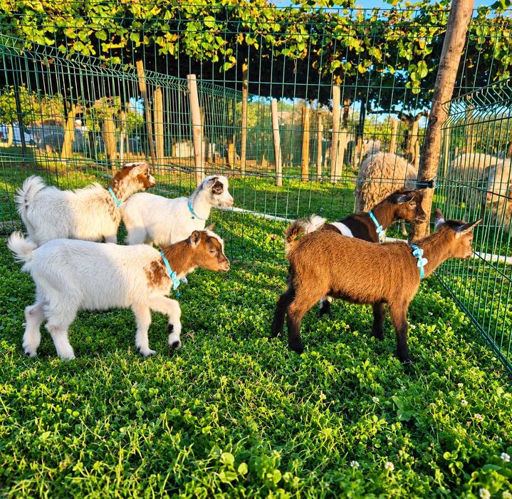 Cabras Anãs e Cabrinhas Micro Anãs