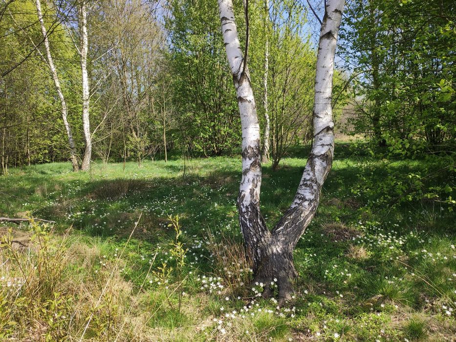 Zdjęcie 3