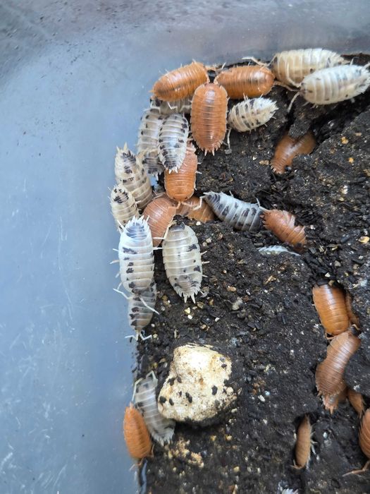 Prosionki Porcellio laevis Orange i Dairy Cow, ekipa sprzątająca