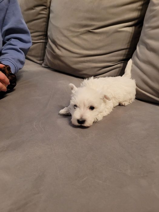 West Highland  piesek