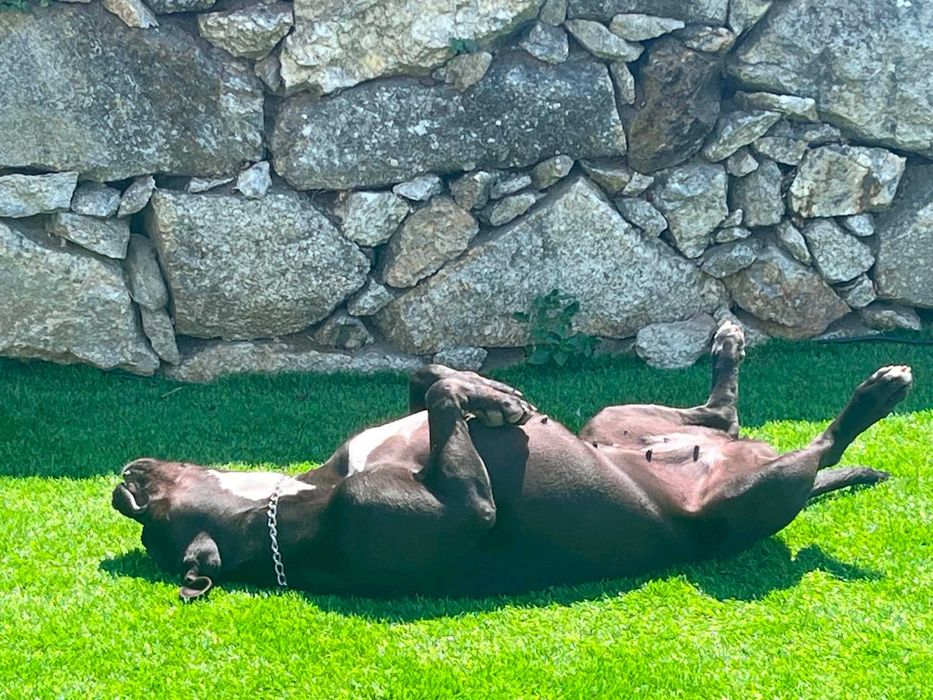 Pet Sitting e passeio de cães - Viana do Castelo/Esposende