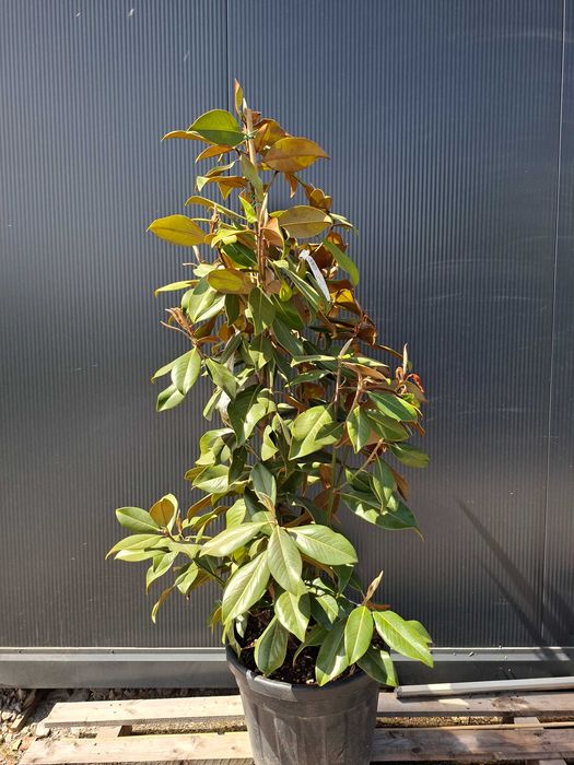 Magnolia grandiflora 'Galissonniere', zimozielona, kwitnąca latem,150-160cm