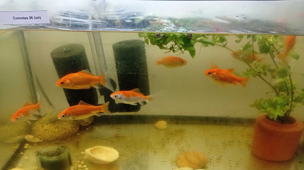 Peixes de Estimação ArrobaFish