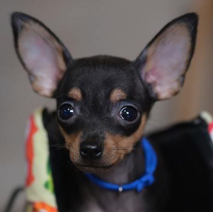 Сладкий мальчик Тойчик