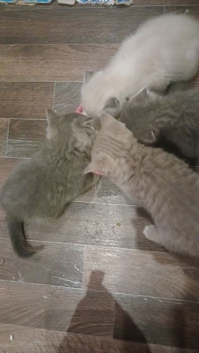 Котик  шотландський