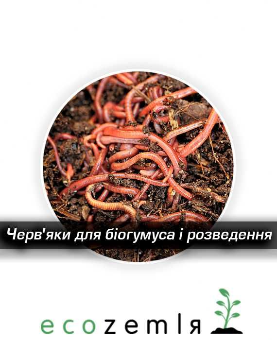 Черви старатель маточник 1500шт для розведення, для риболовлі