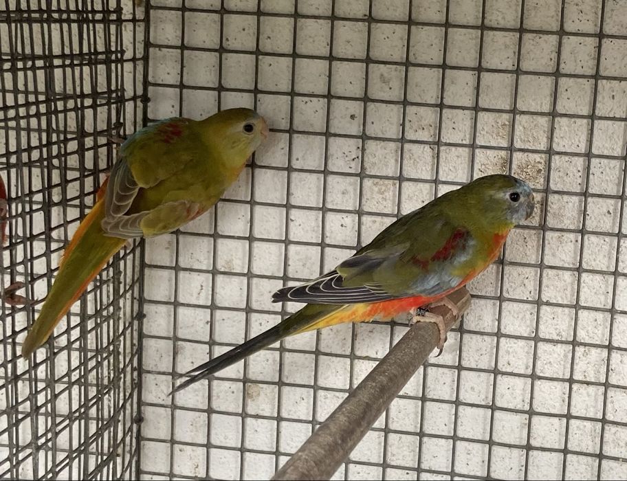 Neophema pulchella (turquoisines )