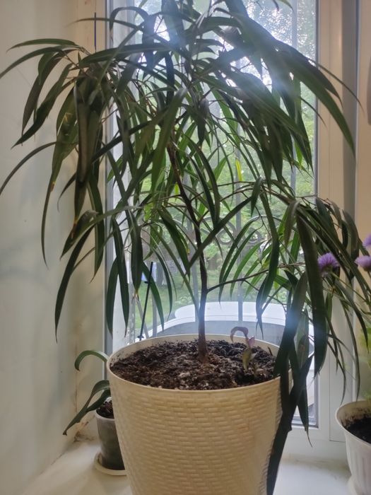 Фикус  ивовидный!