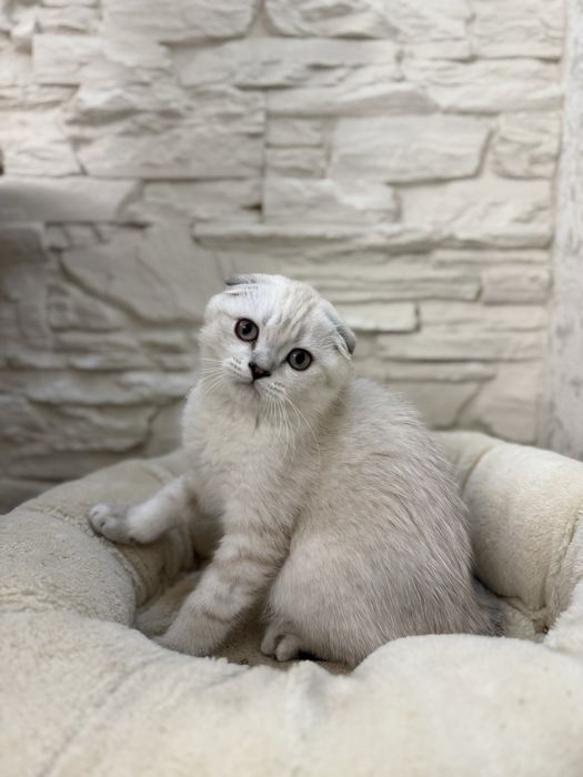 Kot szkocki krótkowłosy