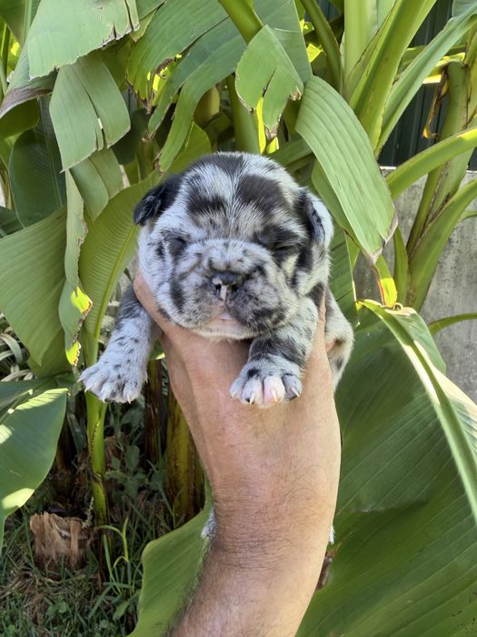 Bulldog frances Menino