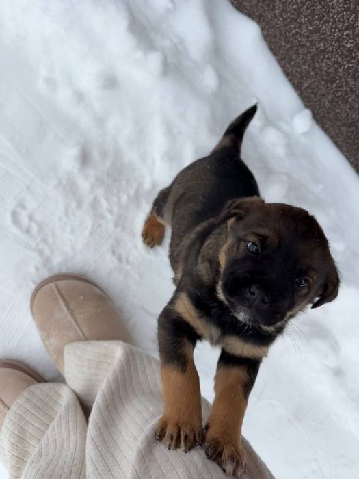 Щенята ротвейлер хлопчик