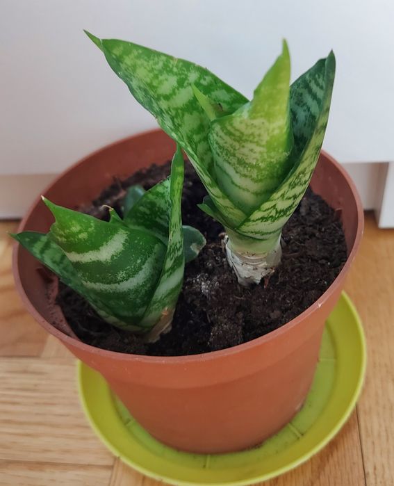 Sansewieria, wężownica