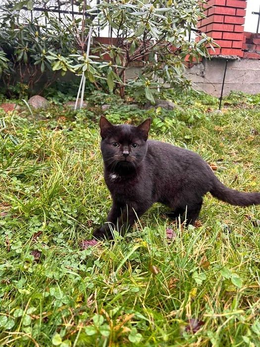 Czarna koteczka do adopcji