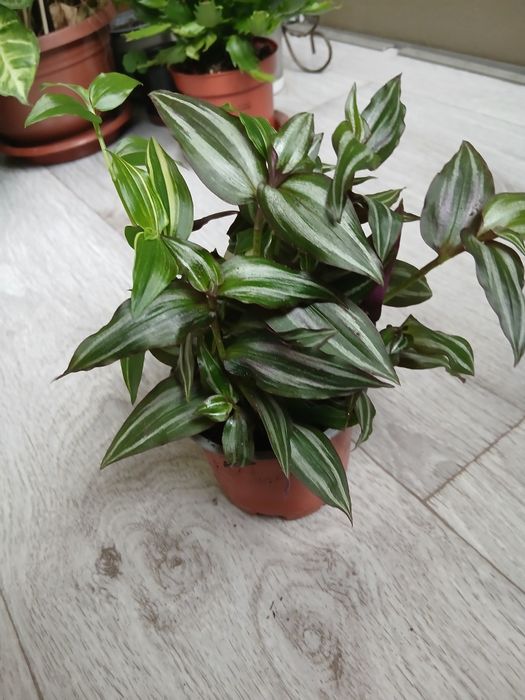 Традесканция зебрина