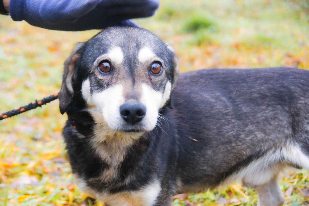 Amador - łagodny, niewielki pies