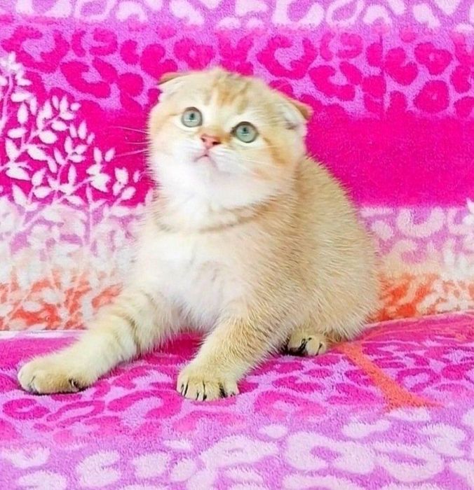 Золота шиншила Чудо хлопчик фолдик