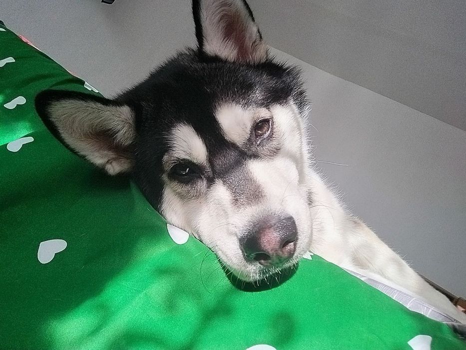 Продам собаку  Хаски