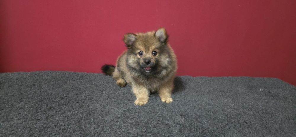 Spitz alemão anão