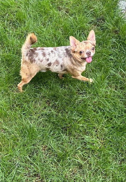 Sprzedam reproduktora  choco merle ZAREZERWOWANY