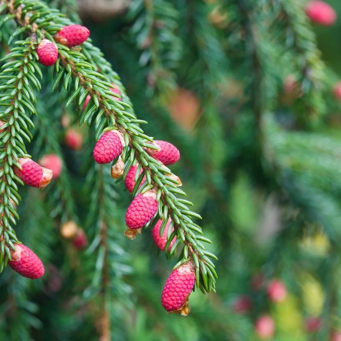 Ялина східна Ауреоспіката (picea orientalis Aureospicata)