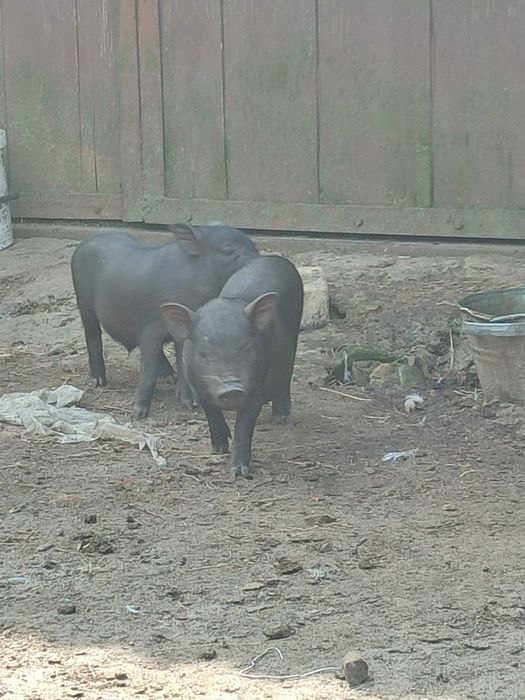 Продам вєтнамські поросята