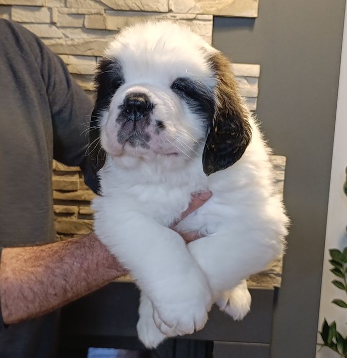 Bernardyn długowłosy suczka ZKwP FCI