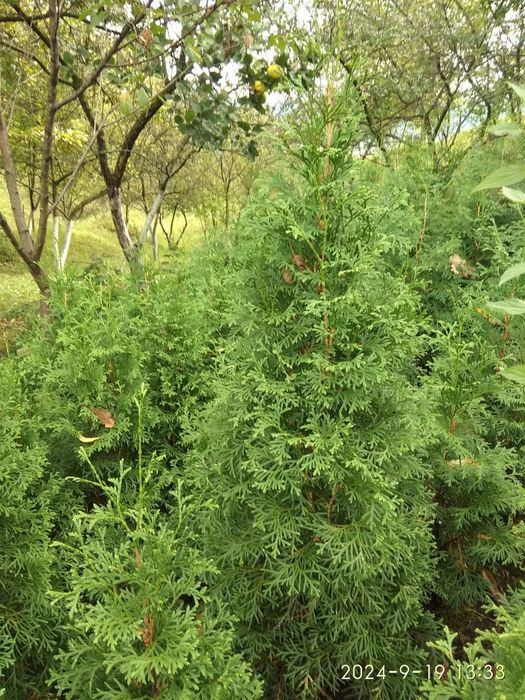 Самшит формований, туя колоновидна.