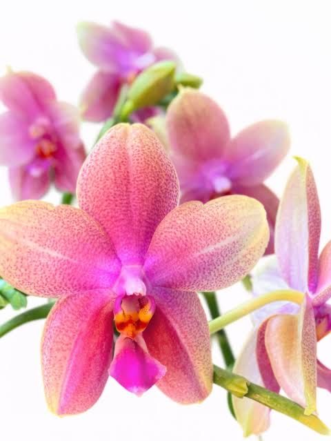 Орхідея фаленопсис Liodoro ароматна