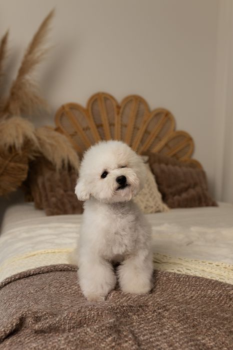 Bichon Frise piesek  z rodowodem FCI