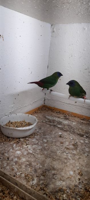 Varias espécies exóticos