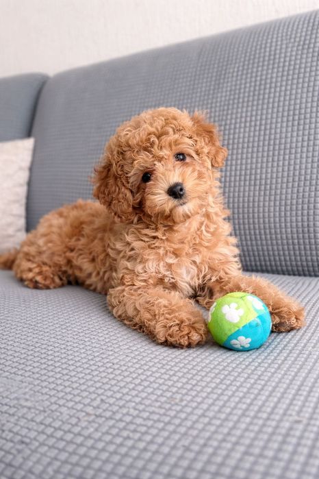 Гарна дівчинка пудель