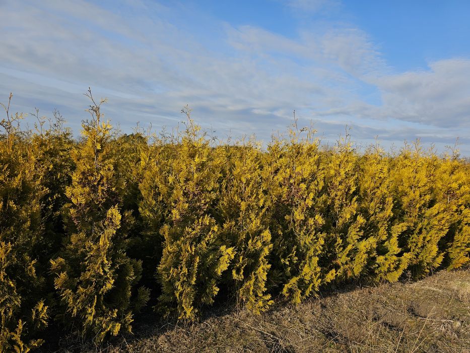 Tuja brabant gold 200cm