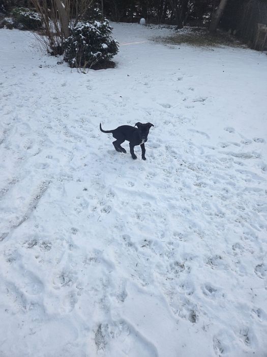 Oddam pieski w dobre ręce