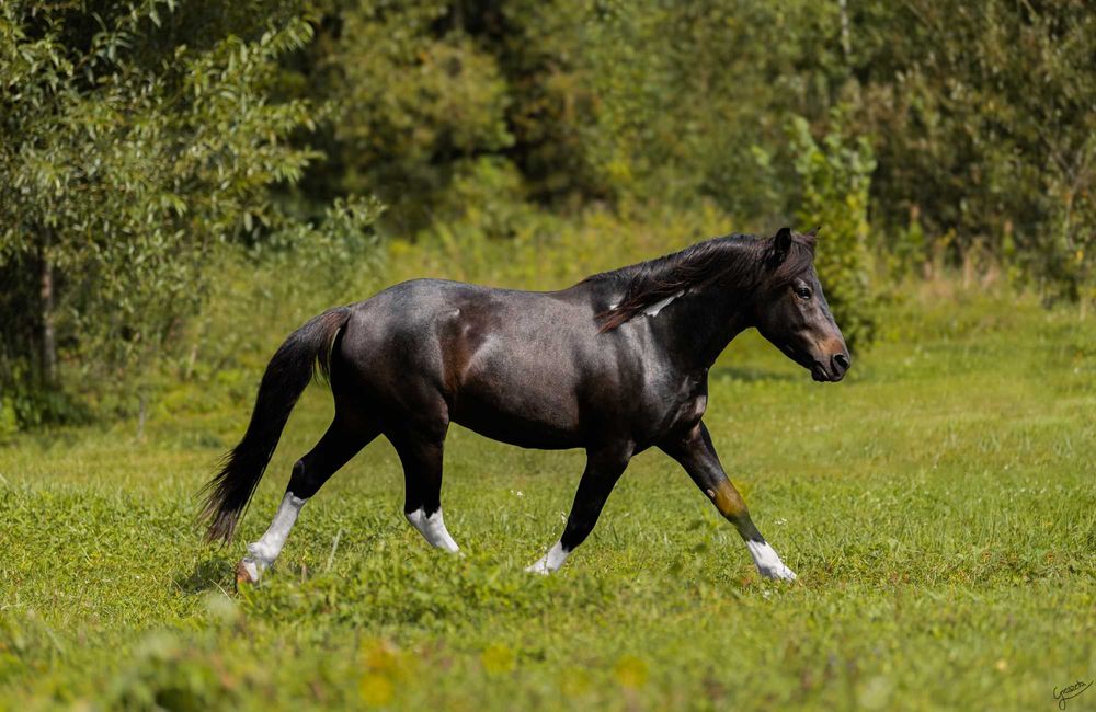 Stanówka hucuł srokaty wysoki huculski
