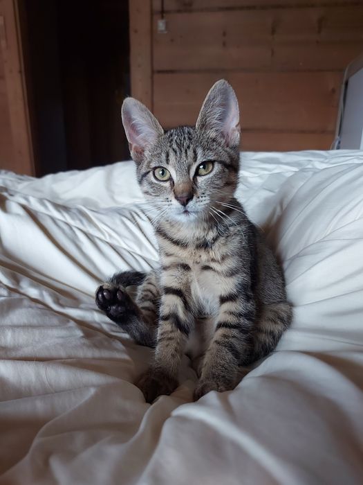 Do adopcji kotka