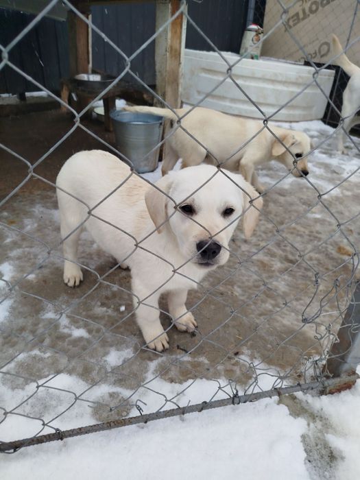 Лабрадори дівчатка