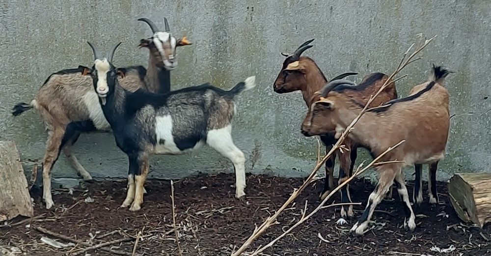 Młode kozy i koziołek