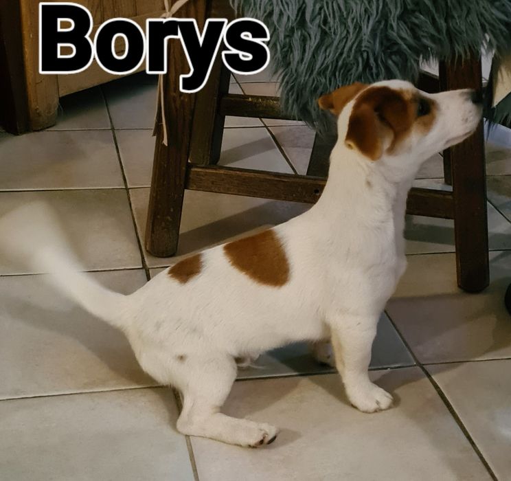 Jack Rusell Terrier gładkowłosy chłopak. Hodowla z 19 letnim stażem