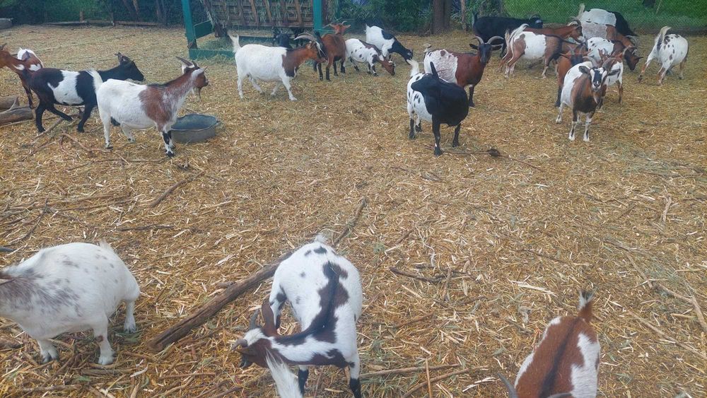 Продам племінне стадо камерунських кіз: 11 кіз + 1 цап (класичний стандарт