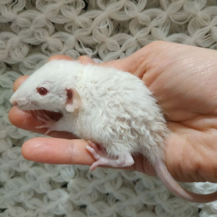 крысята декоративные домашние в Харькове возле метро купить  крыса