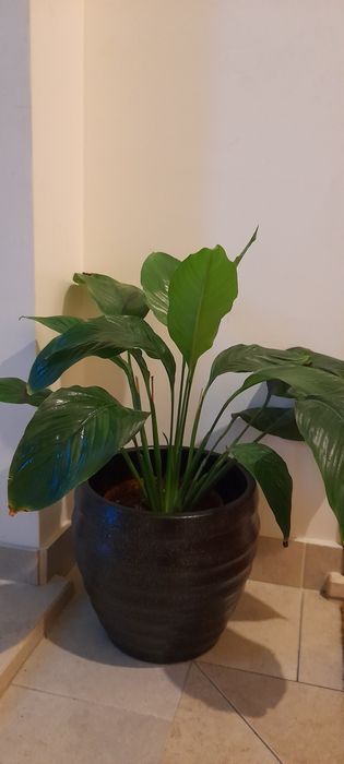 Lírios da paz (sem flor)