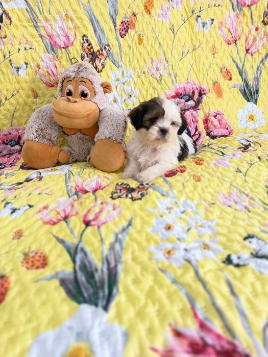 Shih-tzu  Macho excelente exemplar