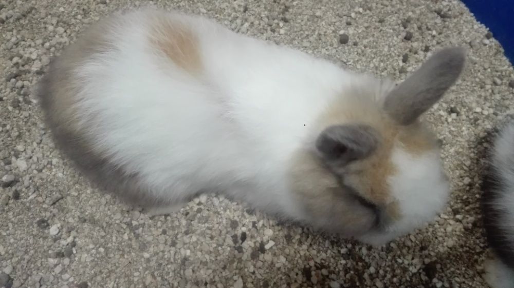 kit coelhos anões  domesticados fofinhos