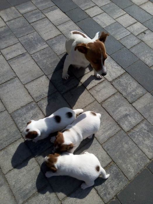 Jack Russell Terrier