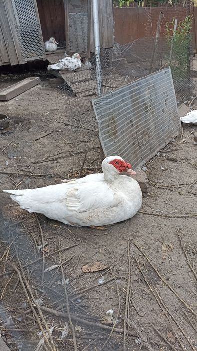 Продам молодих мускусних качок і селехів