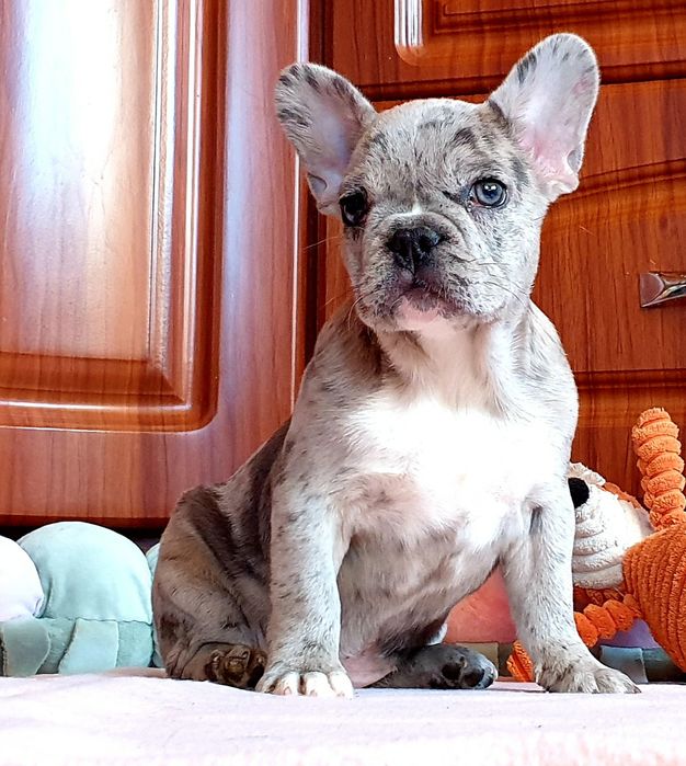 Urocza sunia buldog francuski