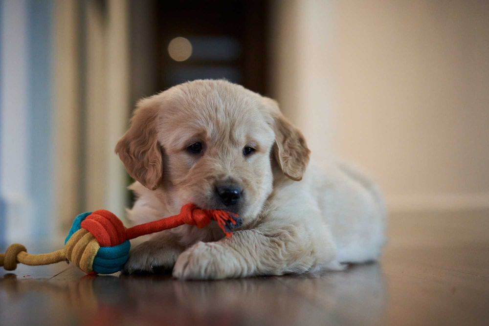 Cudowny piesek Golden Retriever Majlo.